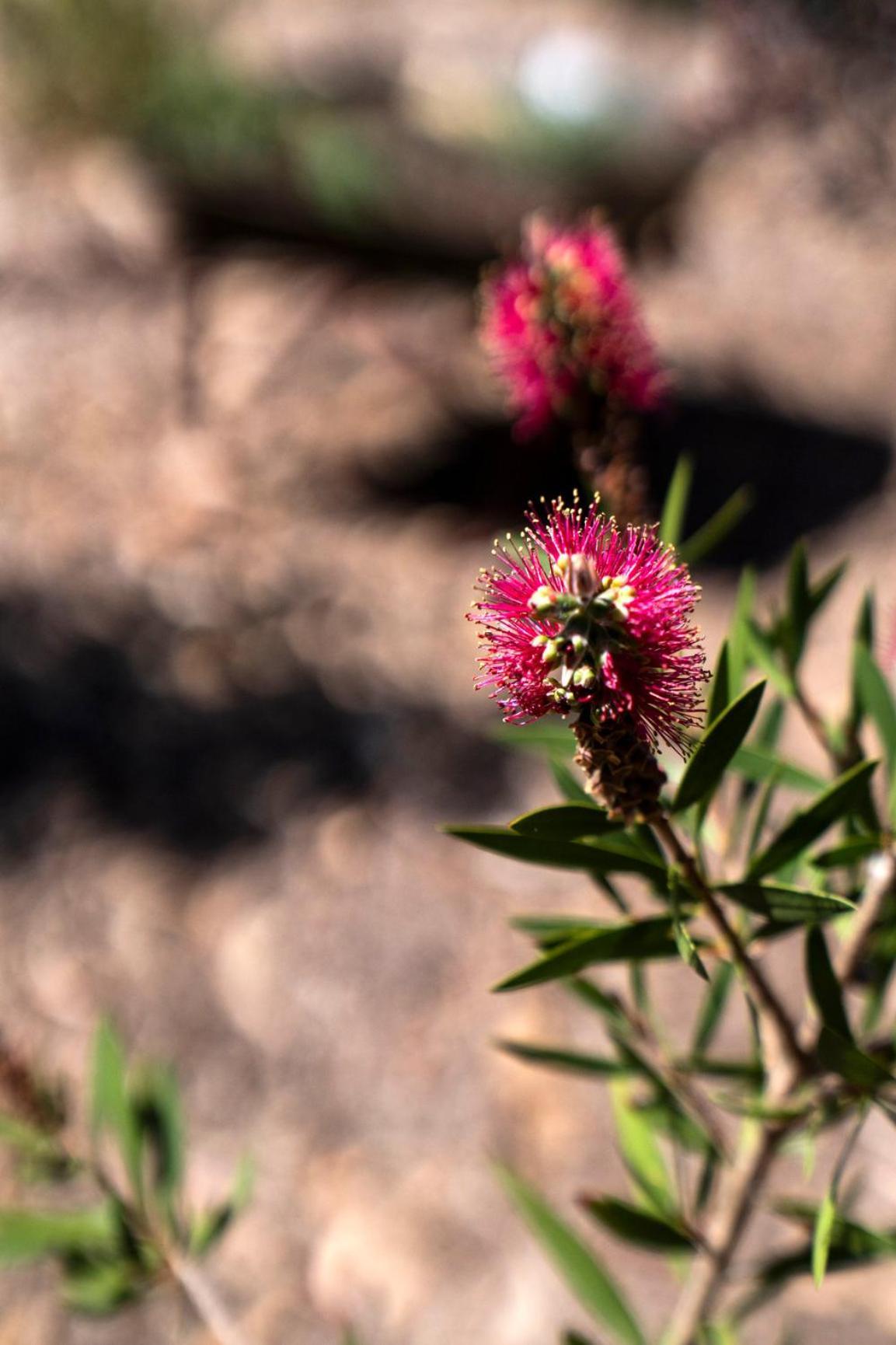 Bells Beach Cottages Bellbrae Bagian luar foto